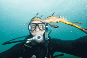 Saving weedy: A new report reveals more of the life lived in Western Port by the weedy seadragon, Victoria’s official marine faunal emblem. The research will aid habitat management and preservation efforts. 