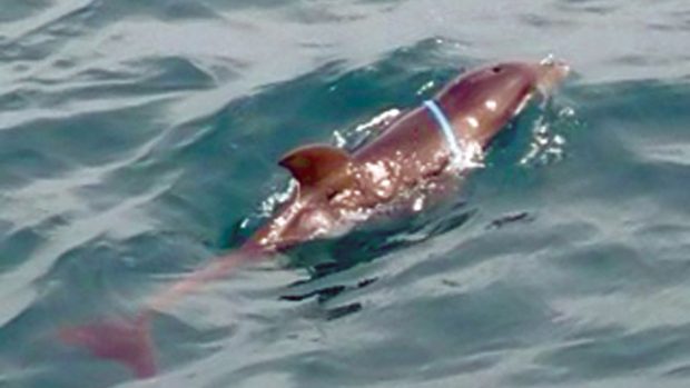 Bay hunt: Rescuers hope to find this dolphin with packing tape wrapped around its body before its injuries prove fatal. Picture: Southern Peninsula Rescue Squad