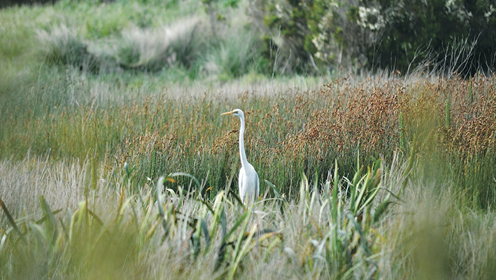 Keeping watch: A great egret in Tootgarook Swamp, one of 130 bird species recorded in the wetlands.