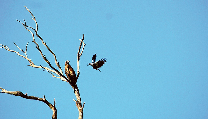 Air raid: A magpie resents the presence of a wedge-tailed eagle at The Briars Park, Mt Martha. 