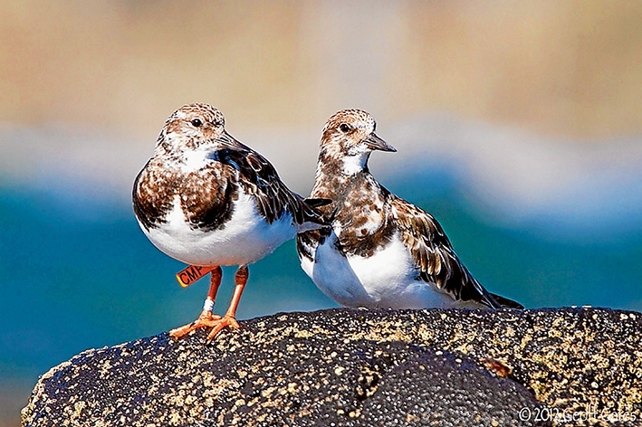 Bird watch: Coloured flags attached ruddy turnstones, above, have provided useful information about their global wanderings. Plans are now being made to for satellite-tracked transmitters grey plovers, right, to unwravel the mystery of their annual migration. Pictures: Geoff Gates and Ady Boyle (plovers)