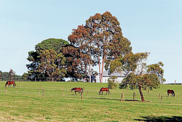 Horses are being kept out of harm’s way at the Balnarring stud where a valued brood mare was callously shot early Saturday. Picture: Gary Sissons
