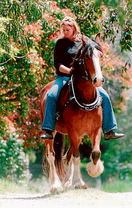 Equine economics: Tyabb horse lover Geraldine Chapman on Cub, a Clydesdale/standard bred.