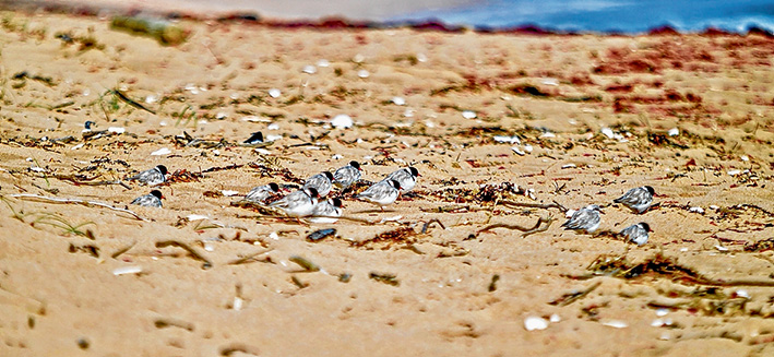 Some relief: Adult hooded plovers flock on St Andrews Beach. The federal government is promising $6.6 million to save threatened mammal, plant and bird species including the little birds that breed with limited success on peninsula beaches. Picture: Yanni