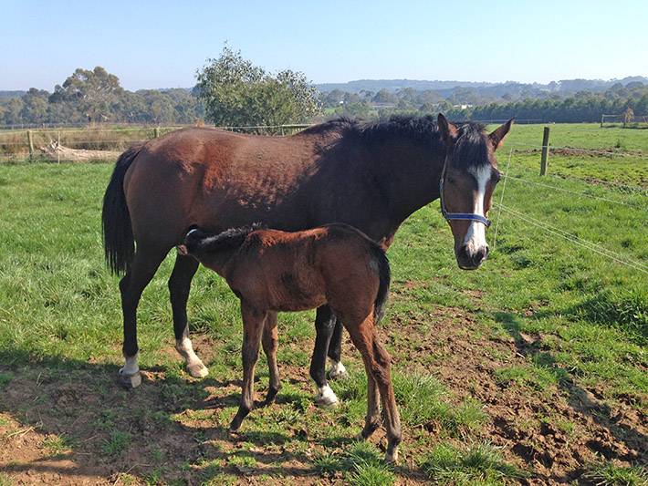 Caring mother: Stud brood mare Arriere, pictured with her most recent foal, was found shot dead in a paddock by owner Tony Biddle. Image supplied