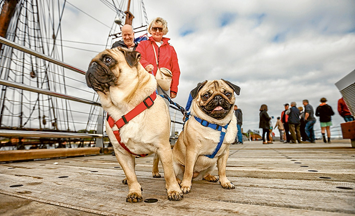 Also trying out the new pier are Neil and Linda Sanddington, above, with pugs Ava and Theo. Pictures: Yanni