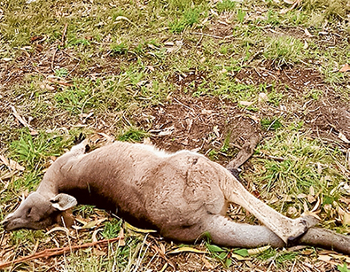 Road deaths: More than 70 kangaroos have been killed on peninsula roads this year and wildlife protector Craig Thomson blames roo-proof fences and clearing of habitat. Picture supplied