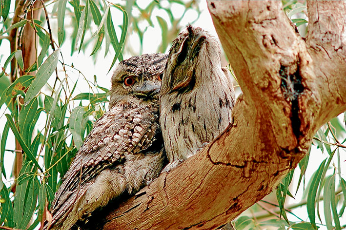Roadside resting: A record will be made of all creatures within the Western Port Biosphere area for one week during October. These tawny frogmouths spend daylight hours in a tree overhanging a road. Picture: Keith Platt