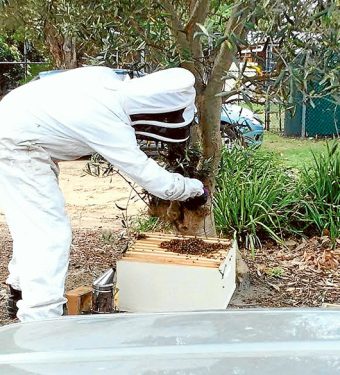Moving house: Simon Mulvany removes a swarm of bees from Beleura Hill Preschool.