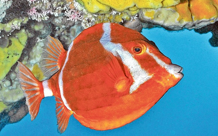 white barred boxfish