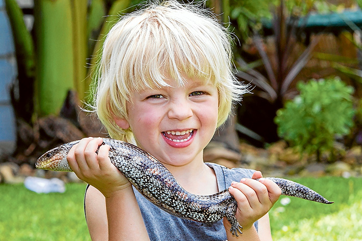 A FAMILY in Balnarring has been reunited with long-lost pet Aussie the blue tongue lizard after he went missing for 18 months. Picture: Gary Sissons