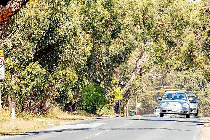 Sylvan scene: Widening Mt Eliza Way could cost many trees and shrubs, forever changing the appearance of the town’s southern entry. Picture: Yanni