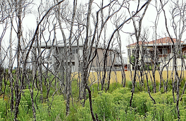 Close call: Burnt trees in Warringine Reserve, Hastings, remain as a stark reminder of how close a fire came to houses in January 2014. Picture: Keith Platt