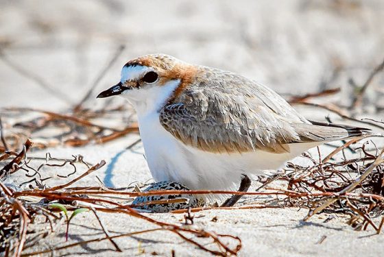 A sand castle built around a nesting red-capped plover at Shoreham. Pictures: Mark Lethlean
