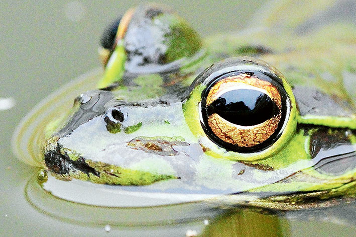 Pond dwellers: Numerous healthy frogs reflect a healthy environment and it is easy to provide them with a backyard home. Picture: Wendy Eiby