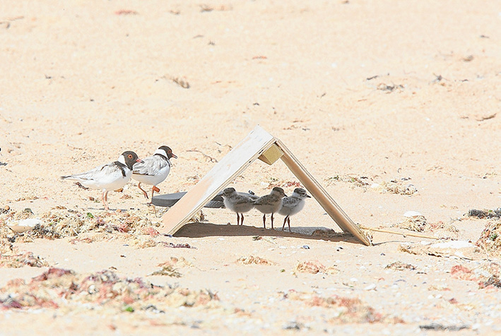 Beach protection: Wooden shelters help protect three vulnerable hooded plover chicks at Rye back beach while their parents stand guard outside. One of the chicks has since disappeared. Picture: Glenn Ehmke.