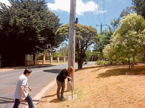 Under cover: Wildlife carers, above, remove a telecommunications pit cover while looking for families of sugar gliders which have moved in because of a lack of available tree hollows in Mt Eliza. 
