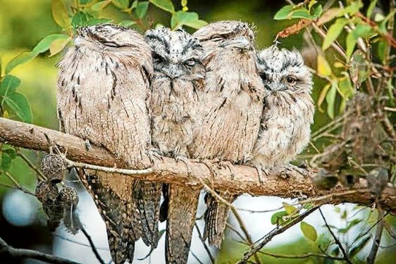 Tawny frogmouths are often seen perched as a group and during the day are easily approached. 