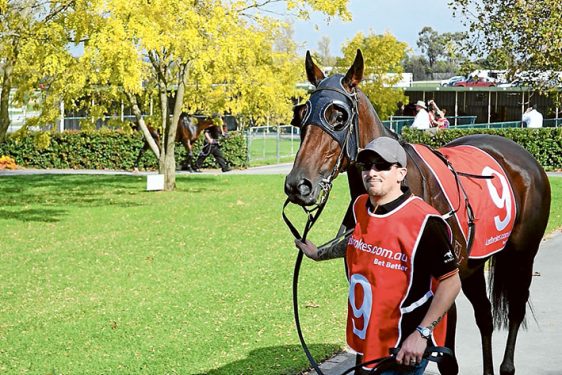 Out she comes: Strapper Jason Leatherby, leads Beleura Belle to the track. Pictures: supplied