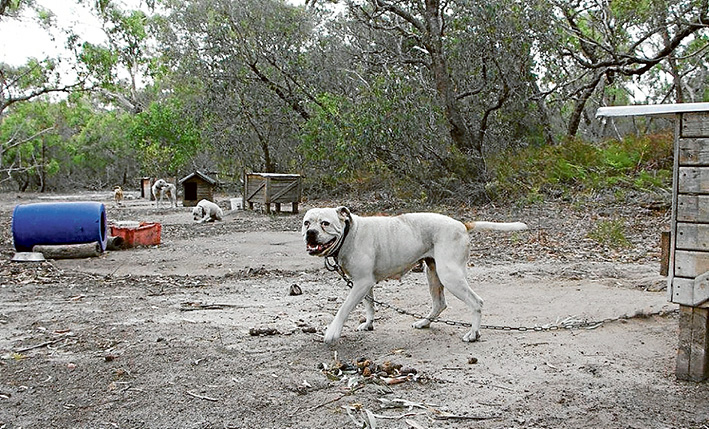 Chained up: Some of the estimated 40 dogs on a property at Blind Bight which are the subject of multiple charges by Casey Council. Picture: Supplied
