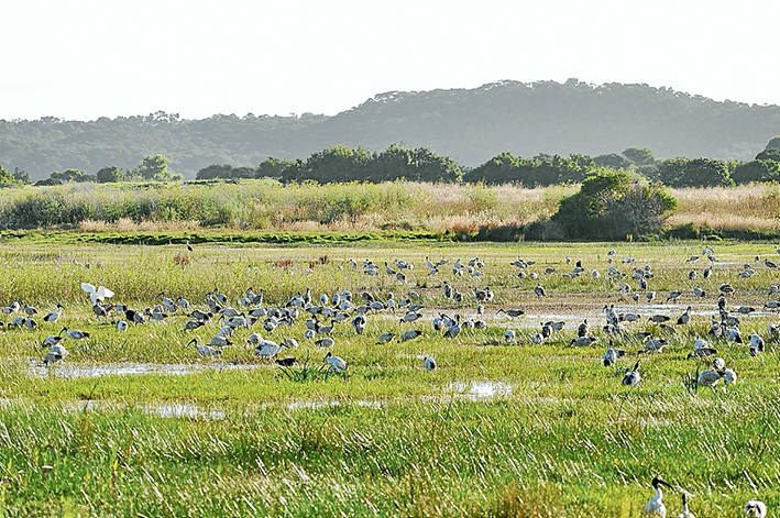 Bird land: Hundreds of native birds on a block of land in Tootgarook Swamp that was zoned for housing by the old Shire of Flinders. A developer’s plan for 99 houses is being tested in the planning tribunal this week and next. Picture supplied
