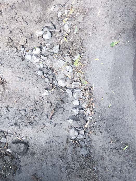 Midden find stops water works - MPNEWSMPNEWS - Mornington Peninsula News