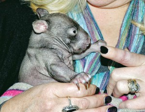 animalia wombat 04