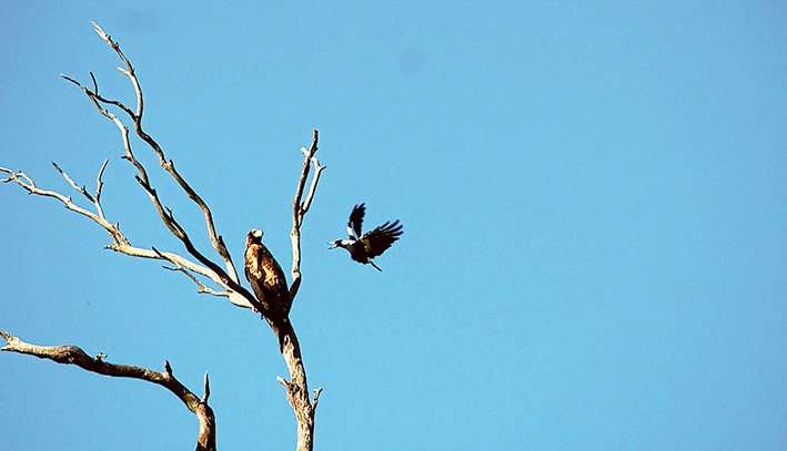 Air raid: A magpie resents the presence of a wedge-tailed eagle at The Briars Park, Mt Martha.