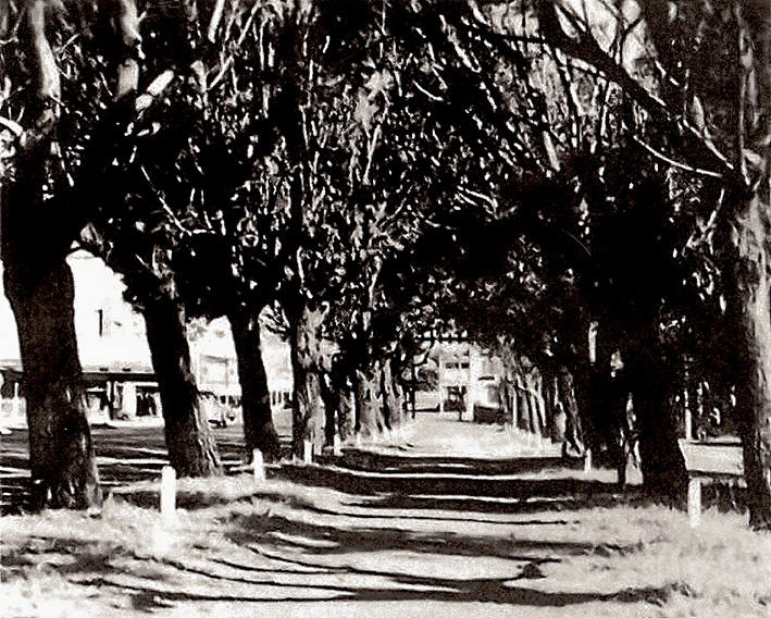 Above: The original Avenue of Honour in Frankston.