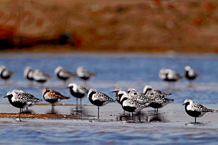 Plans are now being made to for satellite-tracked transmitters grey plovers, to unravel the mystery of their annual migration.