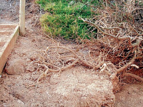 Dead veg: Dieback of common boobialla (native juniper) next to a bathing box on Moondah Beach after repeated foam events. Picture: Jeff Yugovic