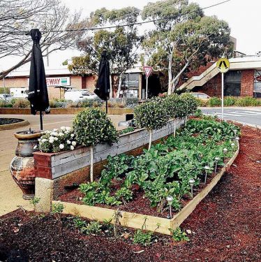 The vegie garden before it was ripped out by council workers, above, and the vegies thrown into a hopper.