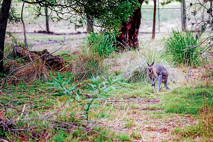 Room to hop: A rabbit eradication program at the Briars Park wildlife sanctuary will see more room and food for Australian species like this eastern grey kangaroo. Picture: Yanni