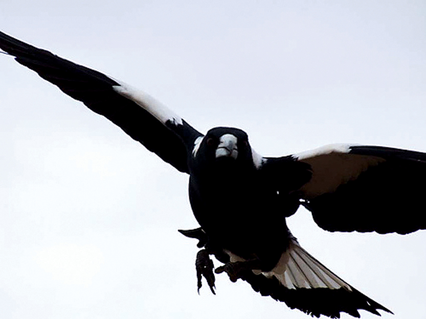Swopping magpie: A common sight during spring as the birds patrol territory to protect their young. 