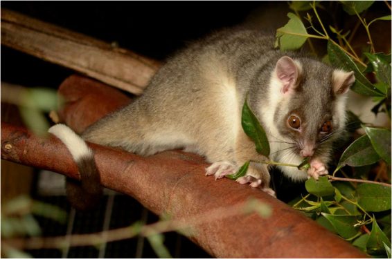 Tree hugger: A ringtail possum feeding on leaves. Picture: Michelle Thomas/Animalia