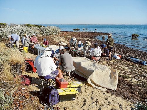 Tag time: Left, Members of the Victorian Wader Study Group preparing to carefully process birds netted at Flinders; above, a male ruddy turnstone has its bill measured (the blue tag indicates it was originally caught at King Is and probably called into Flinders on its way further south; and, below, a net being fired over birds roosting at Stockyard Point, Western Port. Pictures: Rob Patrick