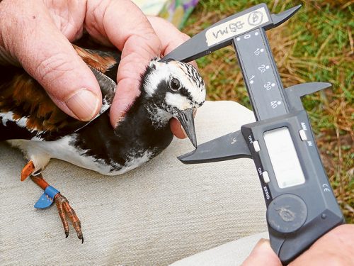 Tag time: Left, Members of the Victorian Wader Study Group preparing to carefully process birds netted at Flinders; above, a male ruddy turnstone has its bill measured (the blue tag indicates it was originally caught at King Is and probably called into Flinders on its way further south; and, below, a net being fired over birds roosting at Stockyard Point, Western Port. Pictures: Rob Patrick