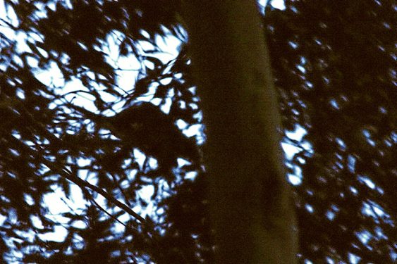 possum silhouette