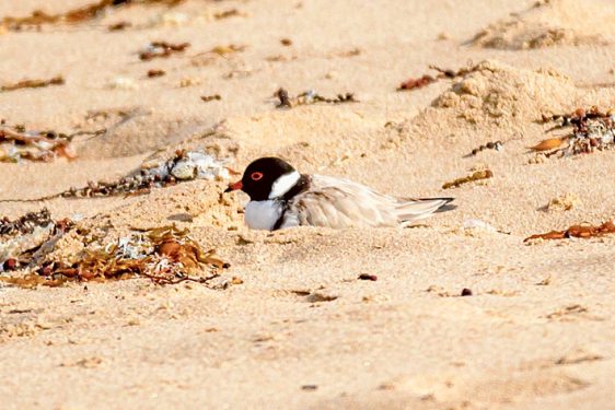 HOODED PLOVERS 14-12-2015