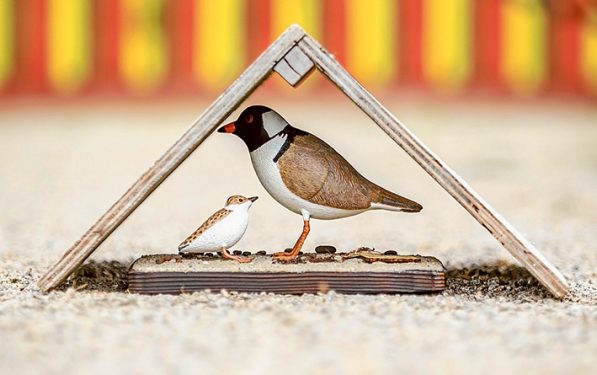 A model of a chick shelter being made at Willum Warrain Aboriginal Association, Hastings. 