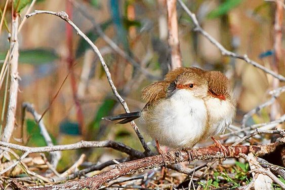 Superb fairy-wren females Patrick K