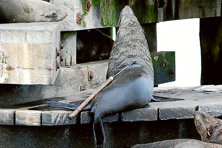 Callous attack: This seal found at Chinaman’s Hat with a harpoon sticking out of its back was taken away for treatment and released the following day. Chinaman’s Hat is a resting place for Australian fure seals and reguarly visited by tour boats.                     Pictures: Dolphin Research Institute