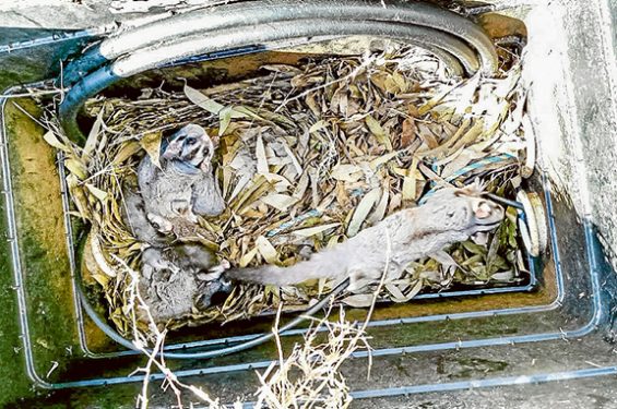 A sugar glider heads for the conduit exit when the pit top is removed.