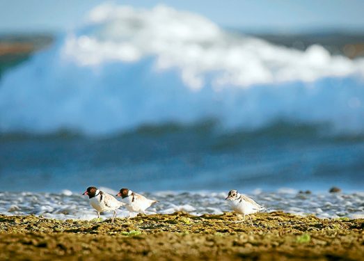 hooded plovers