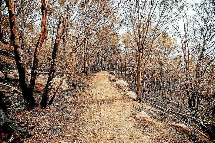 On track: A planned burn along the Bunurong Track was aimed at giving Arthurs Seat protection from bushfires. Pictures: Yanni 