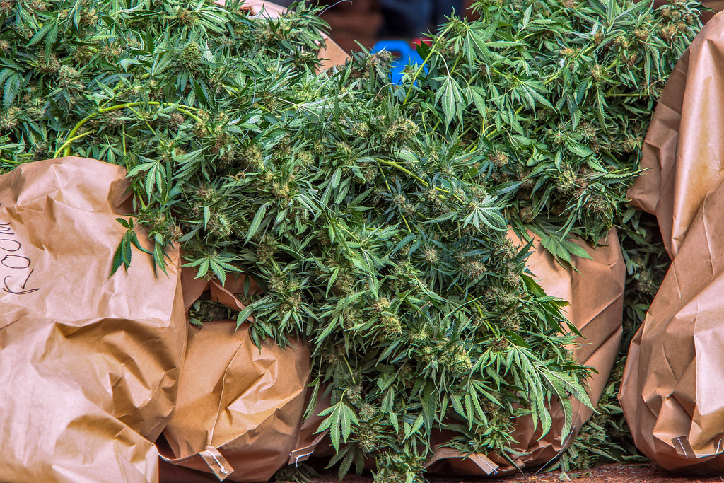 Arrest Drugs Skye Rd Frankston. A drug raid in Skye Rd near Whistle Stop Park Frankston. Photo: Close up of Marijuana Plants for stock Photo.