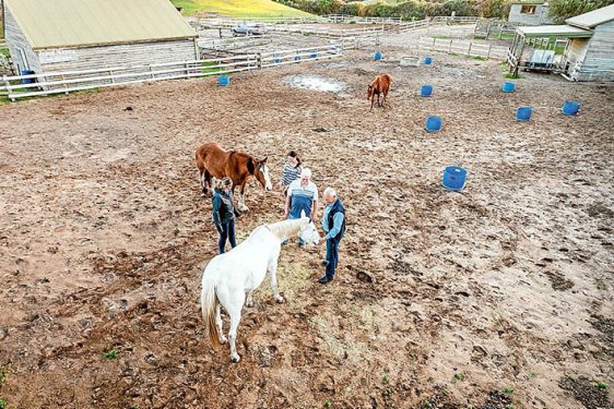 Home paddock: Tony Marks, Lauren Crosbie, Ron Neary and Kim Hopkins with some of their horses at Ace-Hi, Boneo. Picture: Yanni