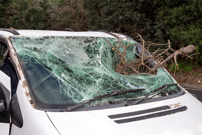 Trees Down Nep Hwy Mt Eliza. A large Pine Tree fell over the Nepean Highway between Mt Eliza Way and Old Mornington Rd, Three cars were damaged but luckily nobody was hurt. CFA, SES and Police attended. The driver of a van who was delivering one of his magazines the "Mornington Peninsula Magazine" was very lucky, if he had a passenger in the van things might not have turned out as well. One of the branches smashed the windscreen and a large branch went through the van into the rear compartment. Another woman had a baby in a child seat and the car was damaged but nobody was hurt. There was a third and maybe a fourth car that was damaged. Traffic was held up at the start but then the traffic was diverted as the Nepean Highway was closed off until the tree could be cleared. The driver of the van is Archie I will send through details later, he said he started Pearl Magazine.