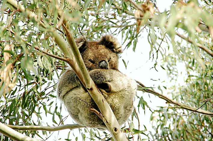 Dining out: Koalas are causing concern on French Island where they are quickly killing off the very trees that feed them. Members of the island’s Landcare group believe time is running out for both the trees and the koalas. Pictures: Alison Pitt, below, and Keith Platt, above.