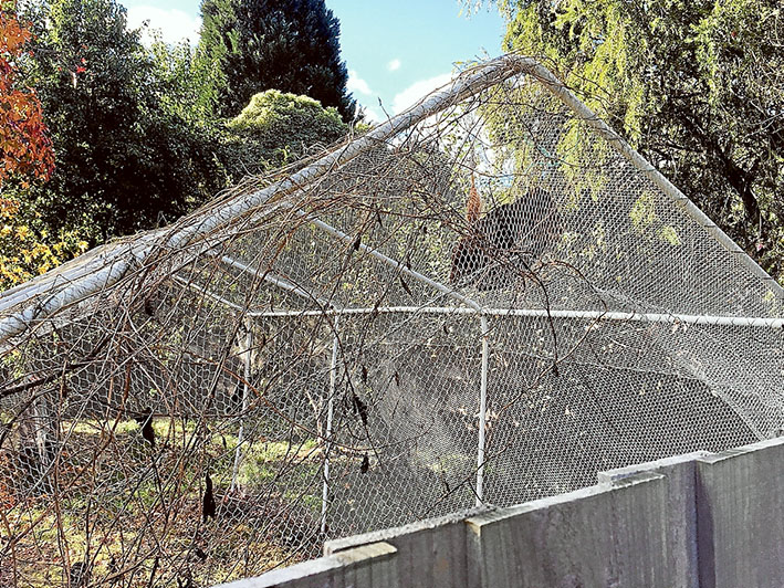 Bat trap: Protective nets can be a death trap for bats and birds and wildlife authorities recommend building a netted frame as a protective buffer for fruit trees.